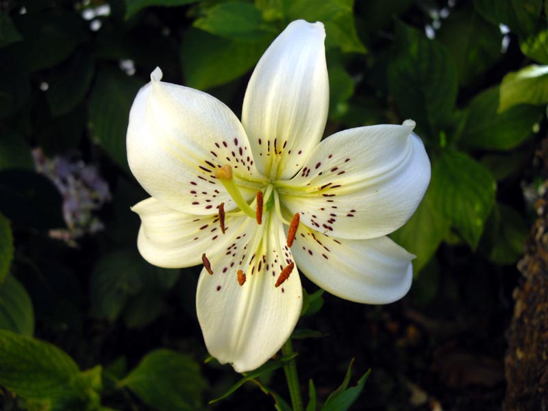 Lilium trigrinum 'White Twinkle' photo
